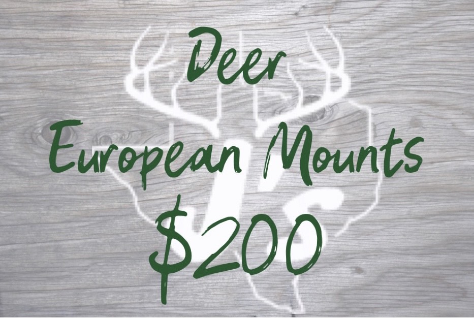 Deer European Mounts