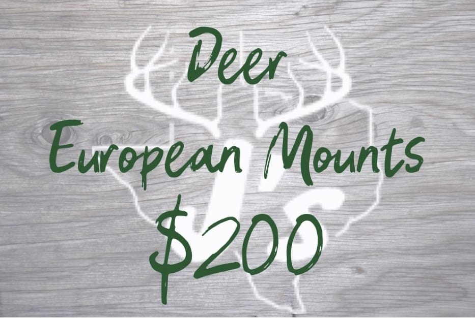 Deer European skull mounts