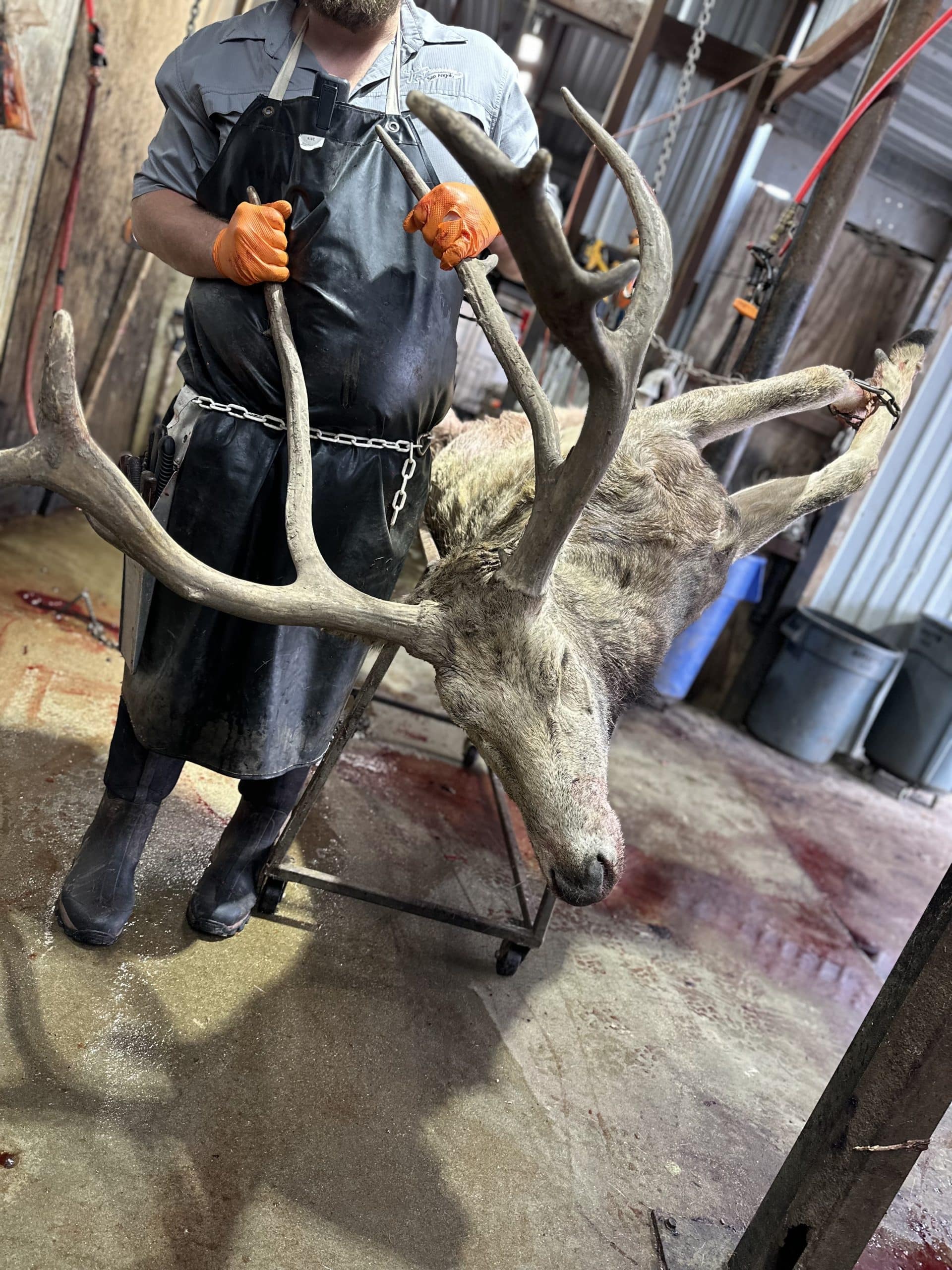 J's Processing staff member moving an elk inside the processing facility